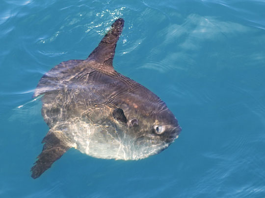 664939d91b-shutterstock-58249525-mola-mola-the-common-sun-fish-basking-in-the-surface-of-the-mediterranean-sea